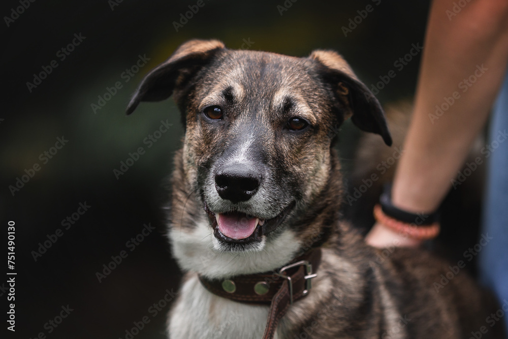 Portrait of a dog from the shelter. Close-up