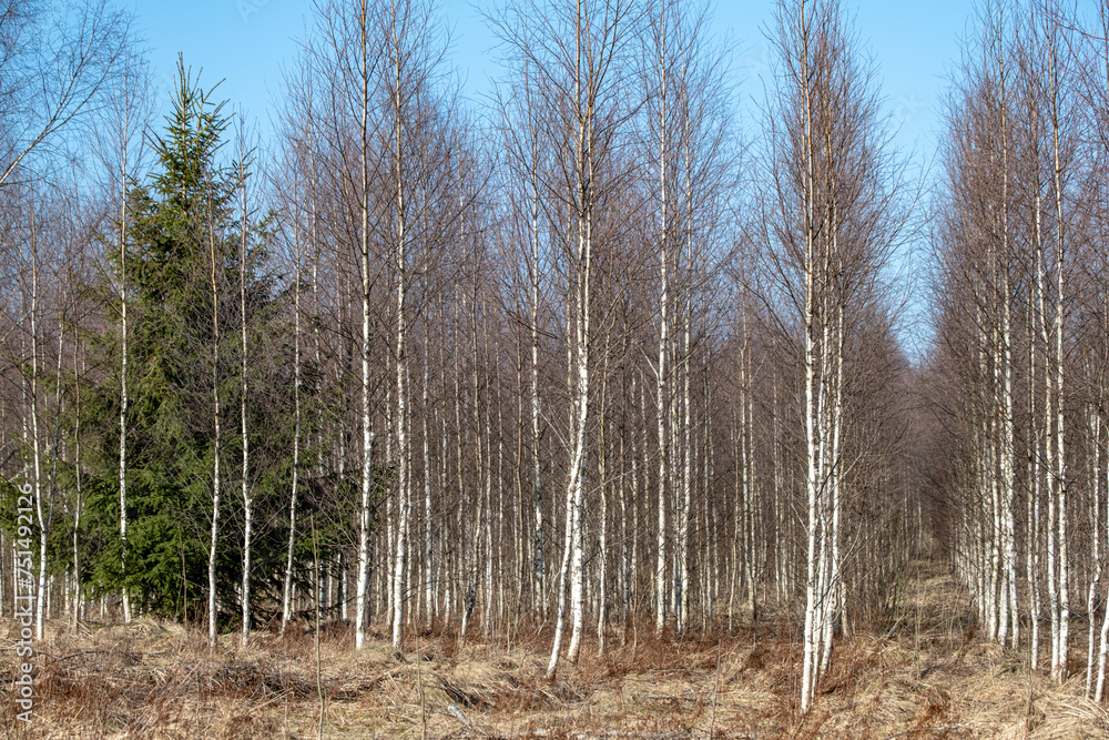 birch forest. Young trees in rows