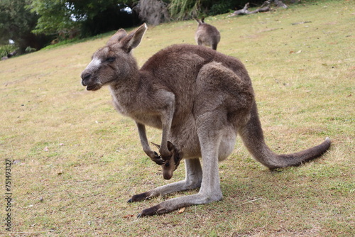 canguro