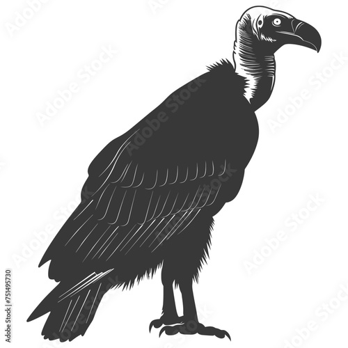 Silhouette vulture bird animal black color only photo