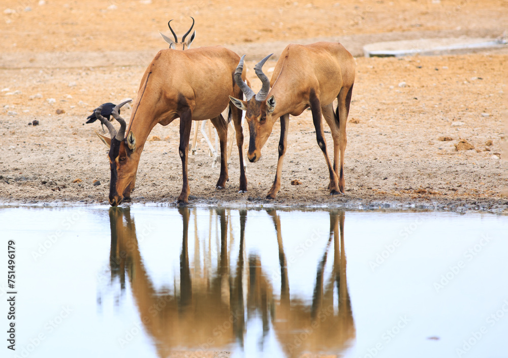 Two Red Hartebeest drinking from a still waterhole, with nice reflection off the water Two Red Hartebeest drinking from a still waterhole, with nice reflection off the water