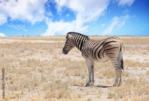 A Lone Zebra standing on the vast open empty dry African plains  with a nice pale blue sky.