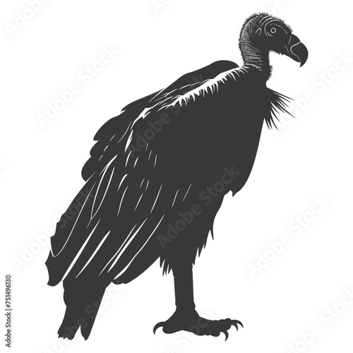 Silhouette vulture bird animal black color only