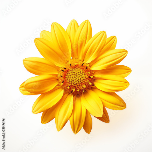 Yellow gerbera flower isolated on white background in blossom in springtime  top view of single plant