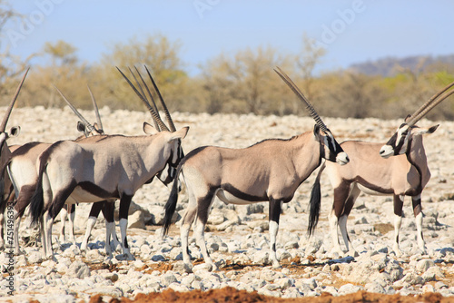 Group of Gemsbok Oryx standing on the dry dusty African Savannah in Namibia with a natural bush background