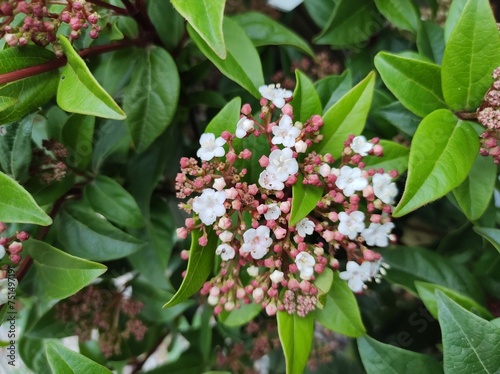 Viburnum tinus 'Spirit'