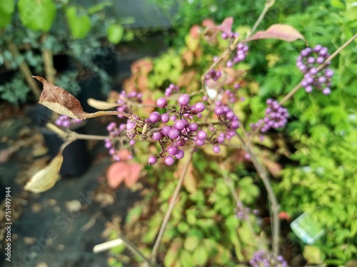 Callicarpa bodinieri var giraldii 'Profusion'