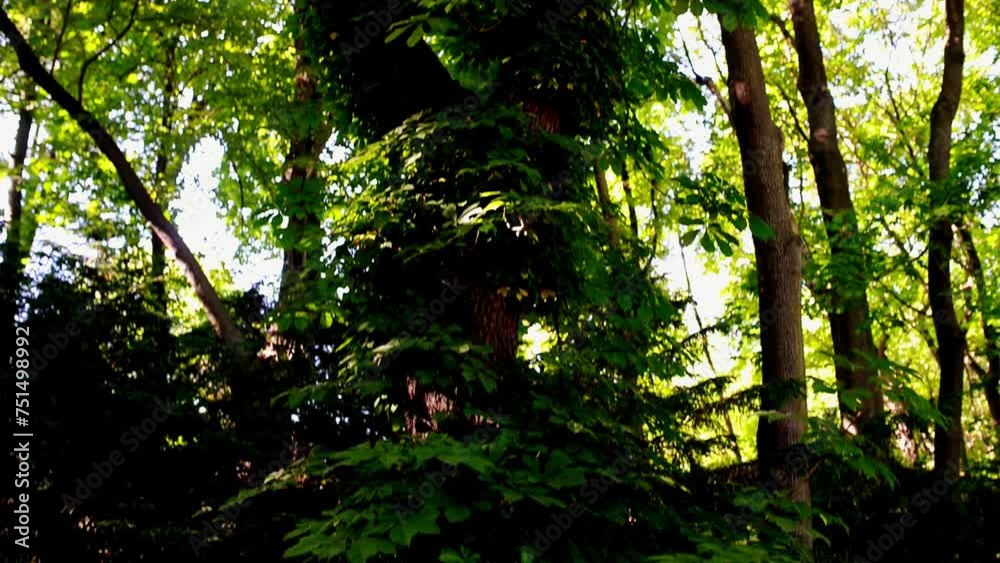 Tree trunk is covered with young leaves. Summer dense forest.