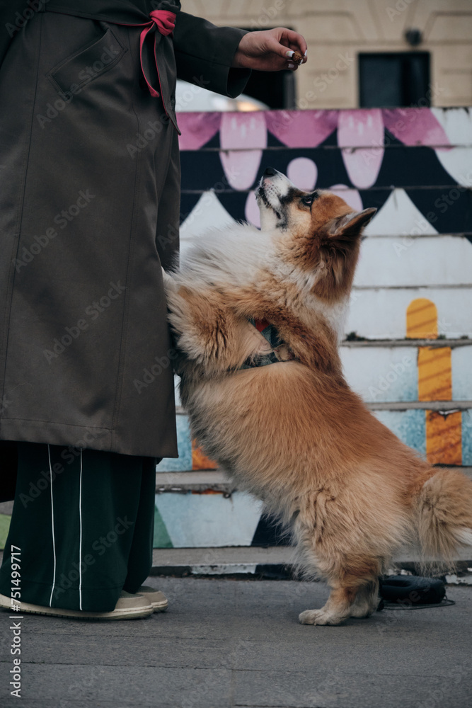 Urban life style with pet. Welsh corgi Pembroke fluffy on a walk with female owner and posing next to colorful creative steps.. A young pretty girl walks in Belgrade with a dog.