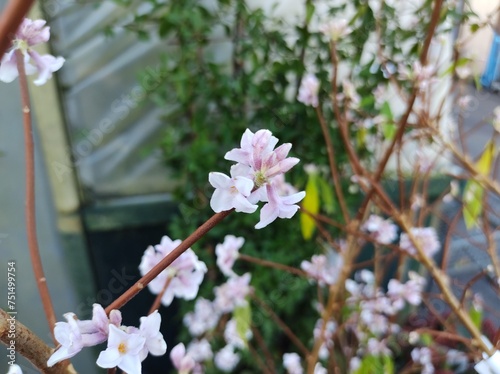 Daphne bholua 'Jacqueline Postill' photo