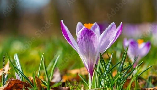 spring begins the first crocuses magnoliopsida are here northern germany photo