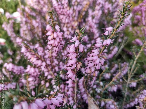 Erica x darleyensis 'Furzey' photo