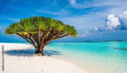screw pine trees or giraffe tree in the maldives