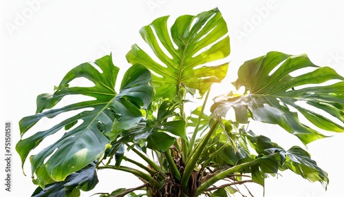 tropical rainforest jungle tree with golden photos australian native monstera or devil s ivy growing isolated on white background