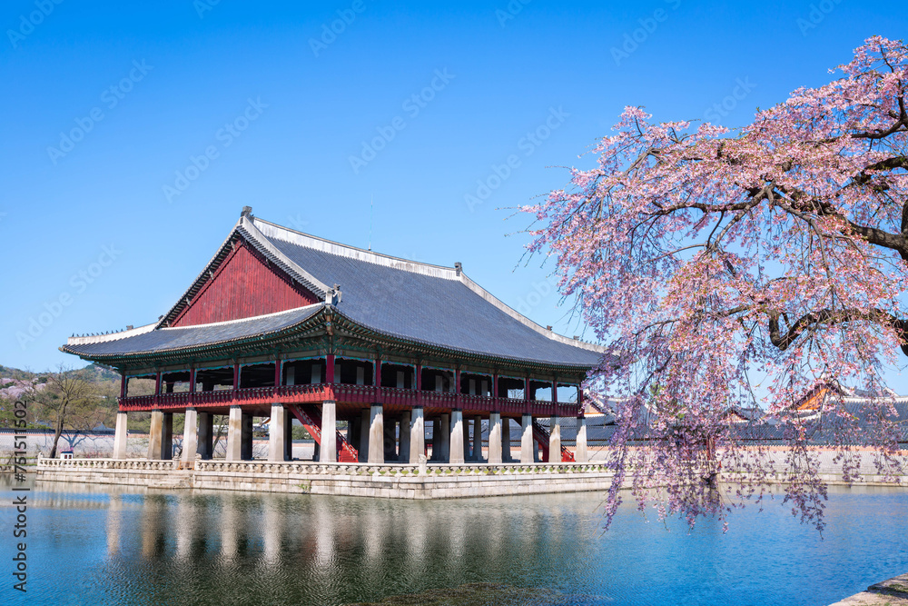 Naklejka premium Gyeongbokgung palace with cherry blossom tree in spring time in seoul city of korea, south korea.