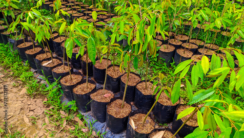 Rows of lush green durian seedlings are neatly arranged photo