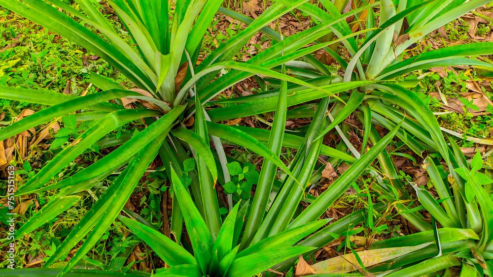 Natural fresh green pineapple fruit plant in the garden Natural fresh green pineapple fruit plant in the garden