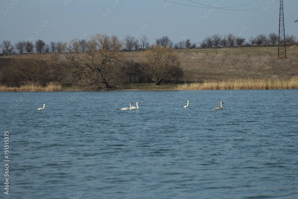 A group of birds in the water