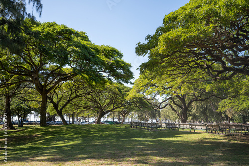Fototapeta Naklejka Na Ścianę i Meble -  Show section in Kapiolani Park in Waikiki Hawaii 