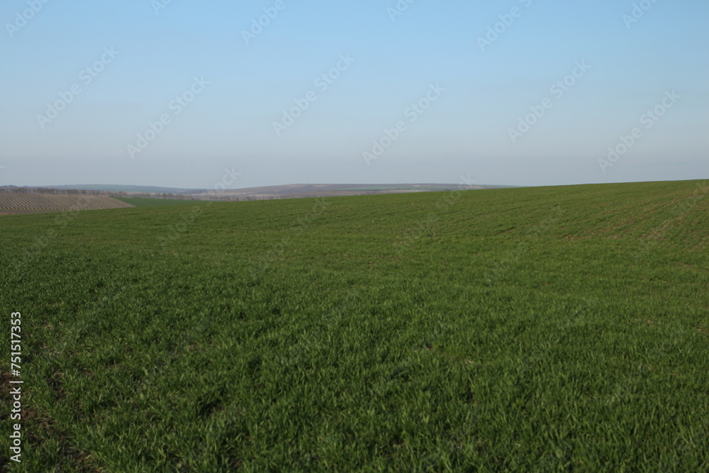 A grassy field with a blue sky