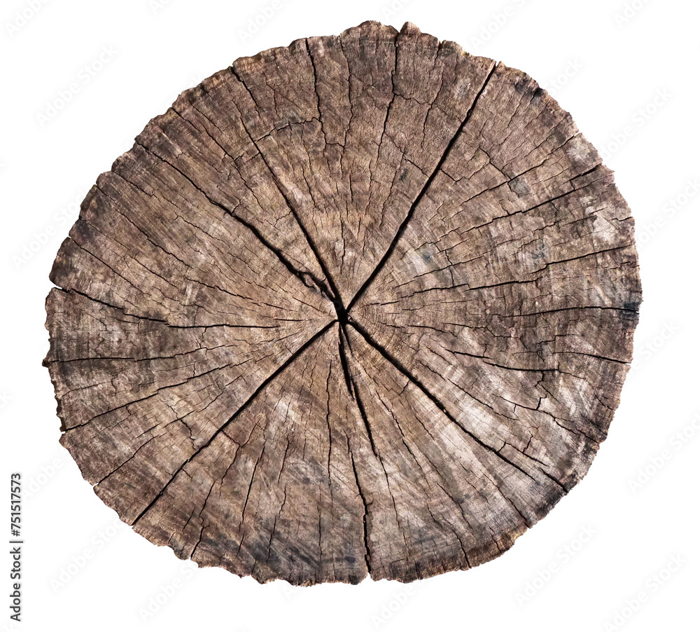 Light brown old hard wood with cracks, natural cross-section of a big tree isolated on white background with clipping path for texture.Backdrop, patterns, space for work, vintage wallpaper.Close up.