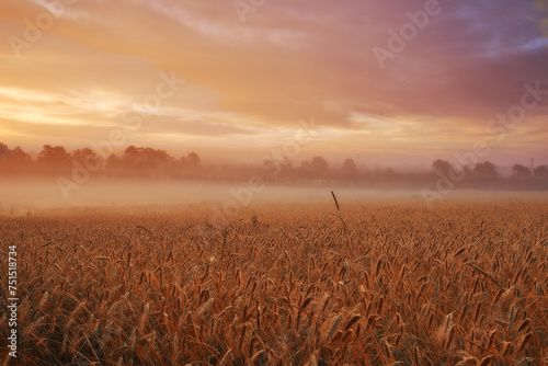 Clouds, wheat or fog for sunlight, dramatic or sky in mysterious, meadow or landscape for wallpaper. Field, grain and mist in golden dusk for harvest in natural countryside for peaceful panorama
