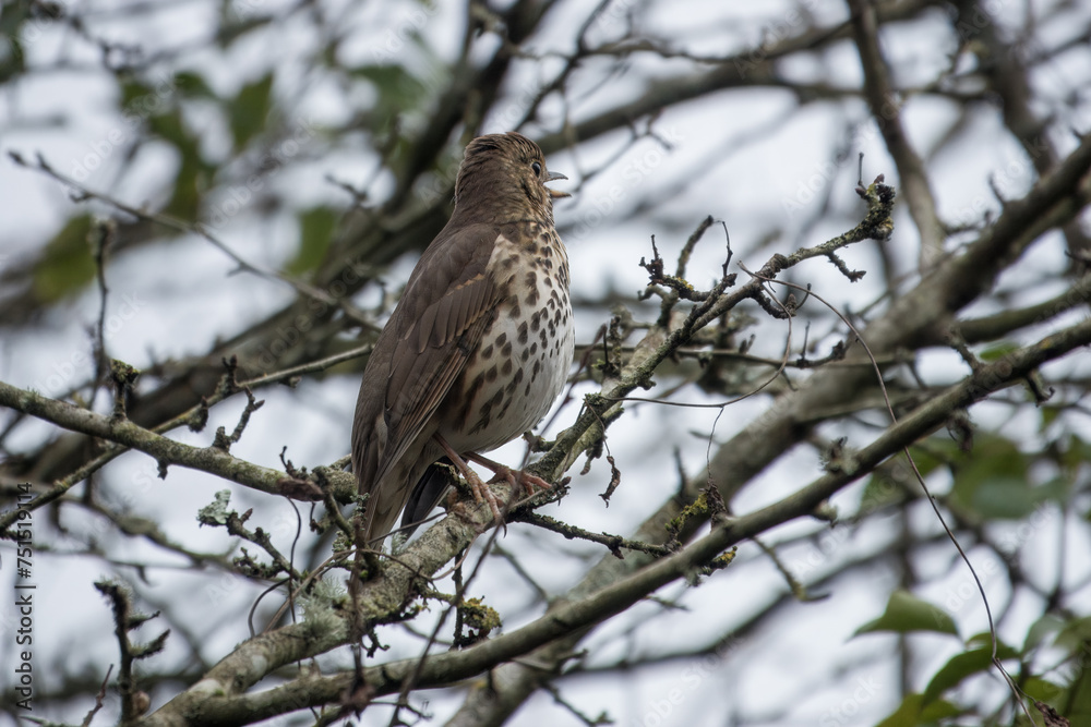 thrush perched in a tree singing thrush perched in a tree singing
