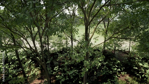 3D RENDER GREEN FOREST NATURE LANDSCAPE