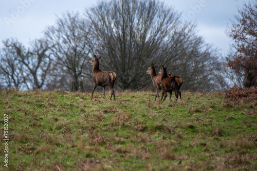 Deer family England © Tom
