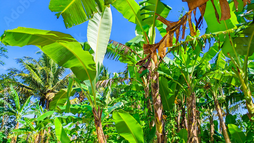 Banana tree with fresh green leaves in Indonesian nature photo