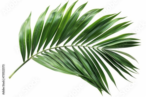 Isolated palm leaf clipping path on white background