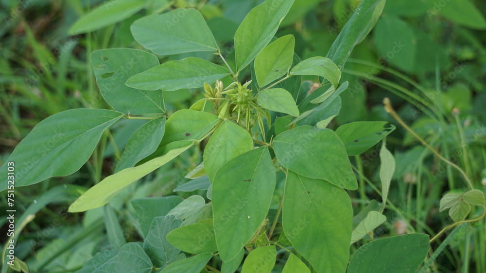Desmodium tortuosum (twisted tick trefoil, dixie tick trefoil, tall tick clover, Florida beggarweed, jalakan, petet). Leaves and stems aqueous infusion drunk to treat stomach pain, menstruation pain Desmodium tortuosum (twisted tick trefoil, dixie tick trefoil, tall tick clover, Florida beggarweed, jalakan, petet). Leaves and stems aqueous infusion drunk to treat stomach pain, menstruation pain