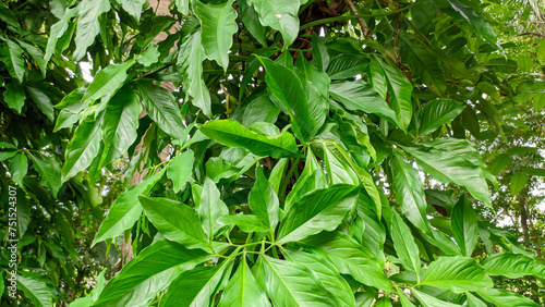 Parasitic wild plant with thick green leaves, Syngonium podophyllum photo