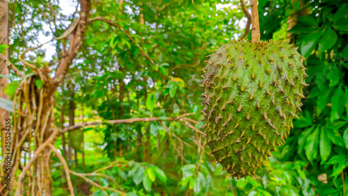 Photos Close-up of green soursop fruit or Annona muricata, empty space