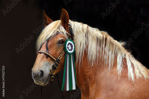 Obraz na płótnie look portrait of a beautiful heavy draft horse with winner rosette w salonie