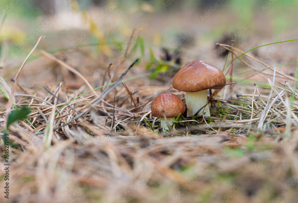 A pair of young small Suillus luteus mushrooms with brown cap among the pine needles. Suillus luteus or Jack or Sticky bun. Edible mushrooms. Blurred foreground and background. Selective focus A pair of young small Suillus luteus mushrooms with brown cap among the pine needles. Suillus luteus or Jack or Sticky bun. Edible mushrooms. Blurred foreground and background. Selective focus