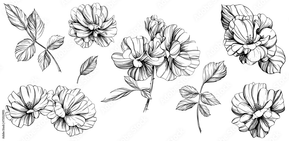 Wild rose flower isolated on white set. Hand drawn vintage illustration collection.