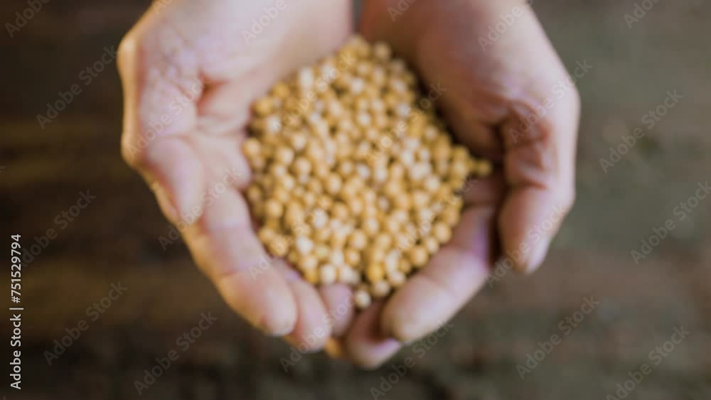 Aged hands carefully holding a seed ready to sow in the ground Aged hands carefully holding a seed ready to sow in the ground