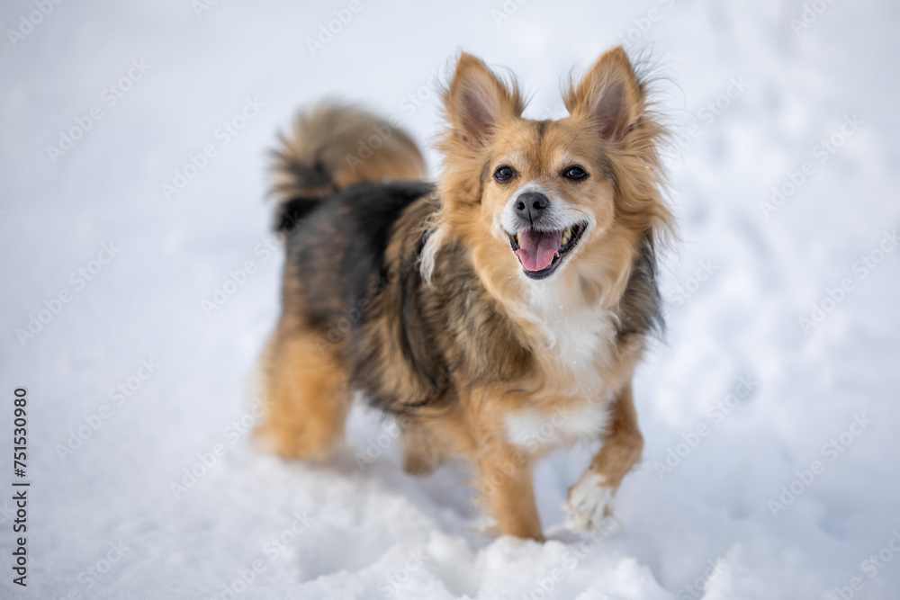 Winter's Delight: Cheerful Dog Reveling in a Snowy Day