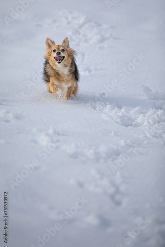 Joyful Winter Frolic: Energetic Pup Enjoys a Snowy Adventure while smiling running in the snow