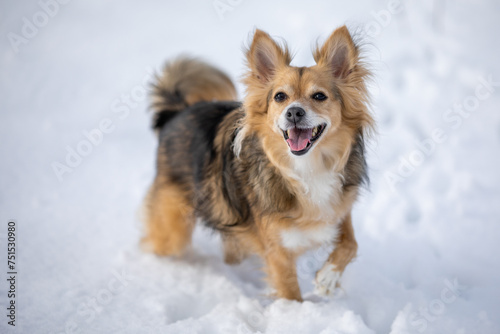 Winter's Delight: Cheerful Dog Reveling in a Snowy Day