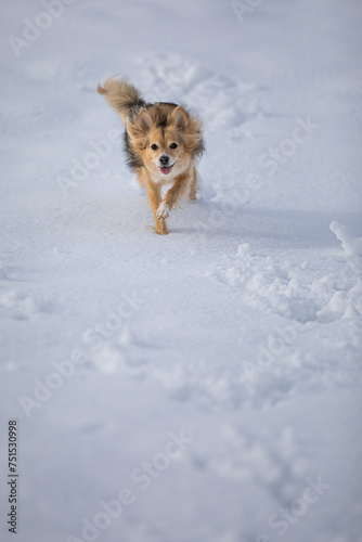 Joyful Winter Frolic: Energetic Pup Enjoys a Snowy Adventure