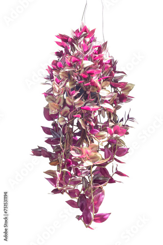 Purple and white leaf of Tradescantia zebrina Bosse, Silvery wandering jew or Silver inch plant growing in black plastic pot with sunlight isolated on white background included clipping path.