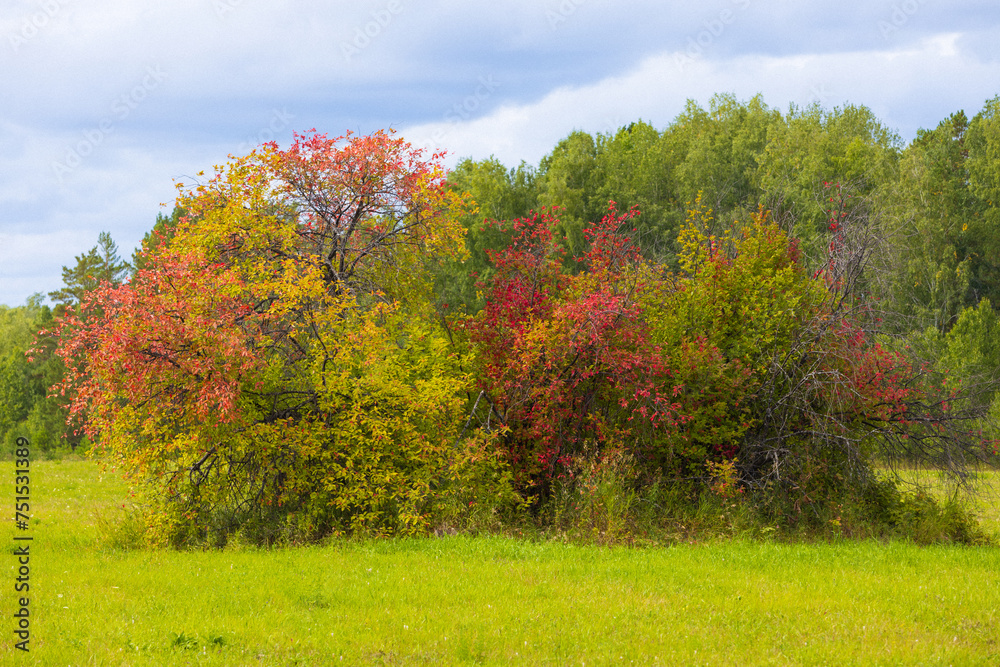 Spreading bush with red and yellow autumn foliage against a background of a green field, forest and cloudy sky. Half a bush with dried branches. Landscape of early autumn nature