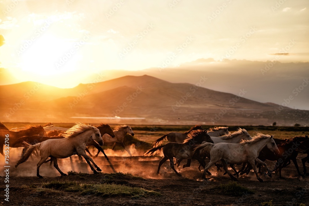 herd of horses in sunset #horses #nature #wildlife