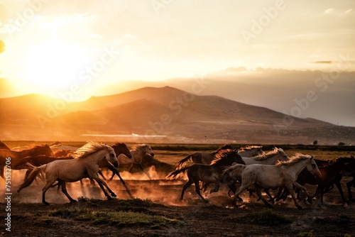 herd of horses in sunset  horses  nature  wildlife