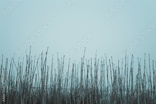 A minimalist shot capturing the rhythmic pattern of bamboo stalks stretching towards the sky, creating a sense of tranquility and balance, Japanese minimalistic style