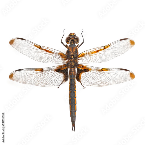 A dragonfly is shown in full view on a white background Isolated on transparent background, PNG © vadymstock