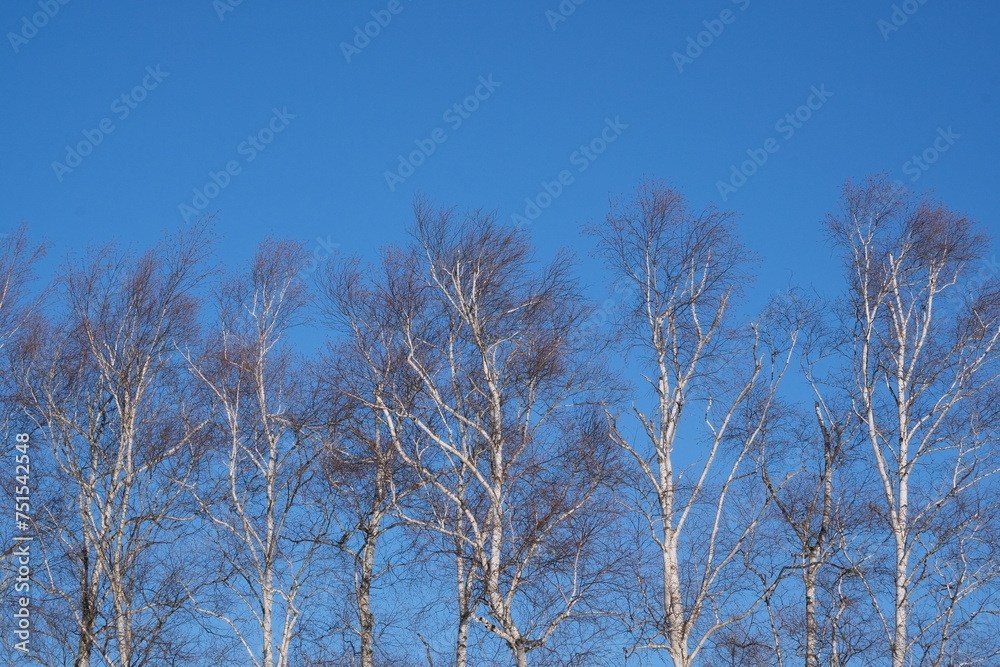 白樺と青空 白樺と青空