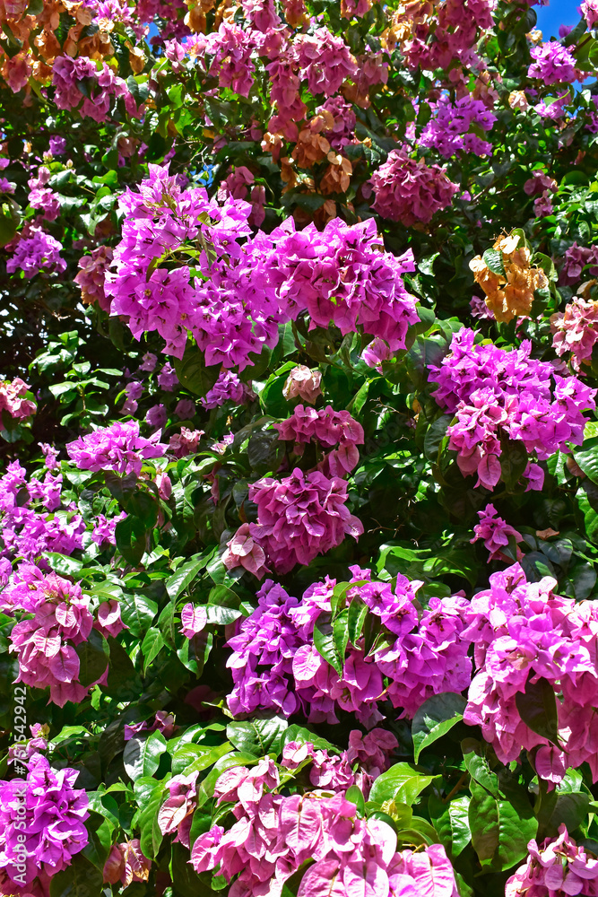 Flowering bougainvillea (Bougainvillea glabra) in Ribeirao Preto, Sao Paulo, Brazil